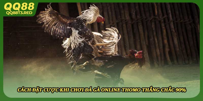 Cách đặt cược khi chơi đá gà online thomo thắng chắc 90%