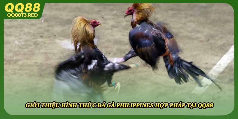 Giới thiệu hình thức đá gà Philippines hợp pháp tại QQ88